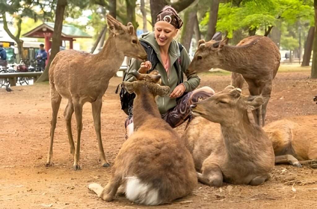 7 Incredible Places in Japan to visit this year 4 Nara Park