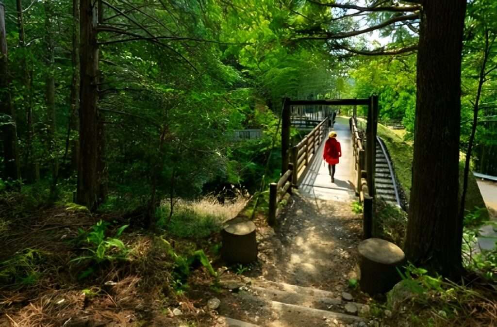 7 Incredible Places in Japan to visit this year 7 kumano kodo trail