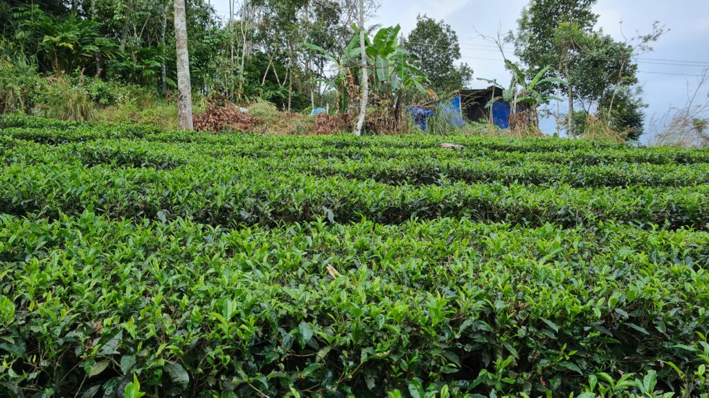 Things to do in Munnar: Best Munnar itinerary 2023 VISIT NOW 9 20221221 154652