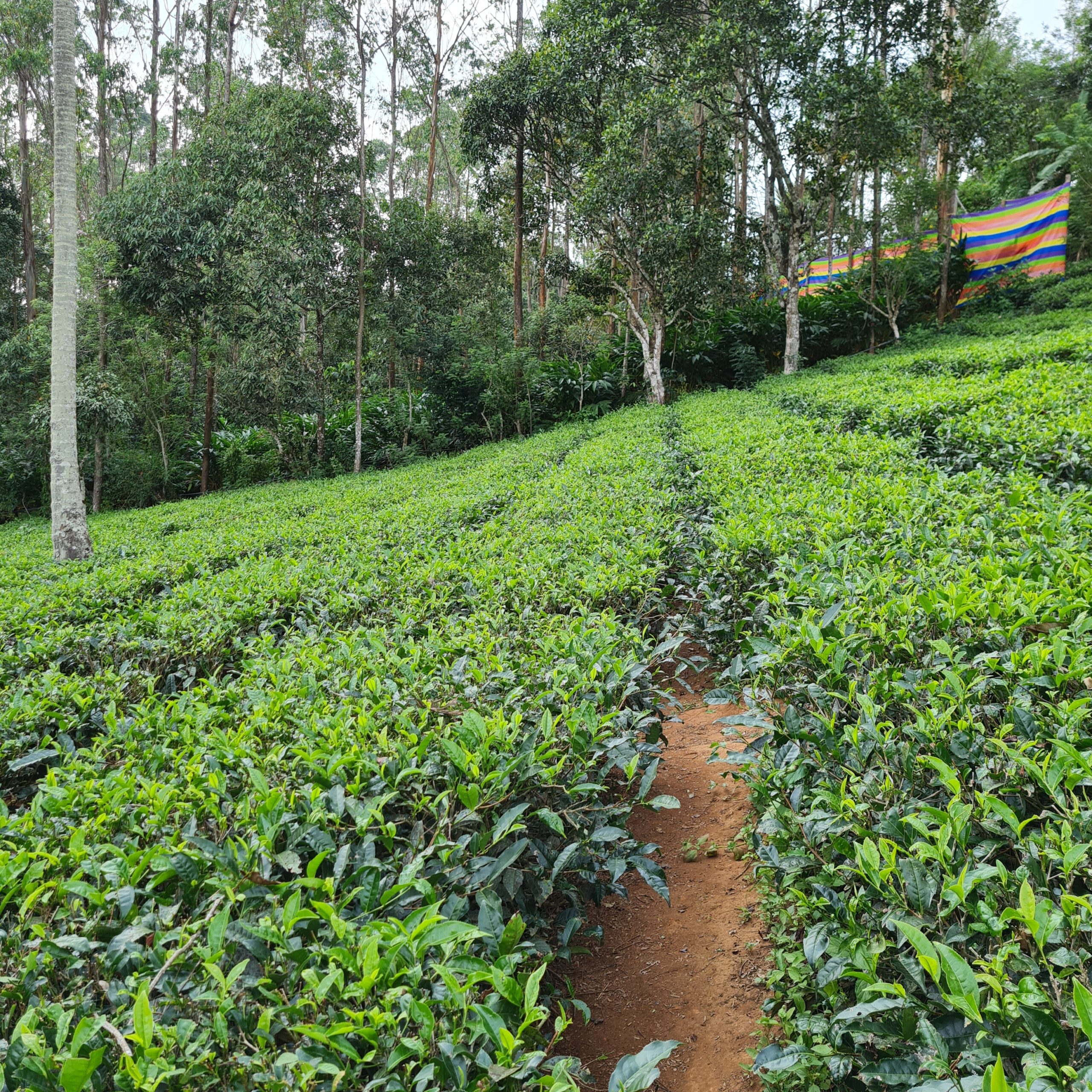 Things to do in Munnar: Best Munnar itinerary 2023 VISIT NOW 2 munnar tea plantation 1 scaled