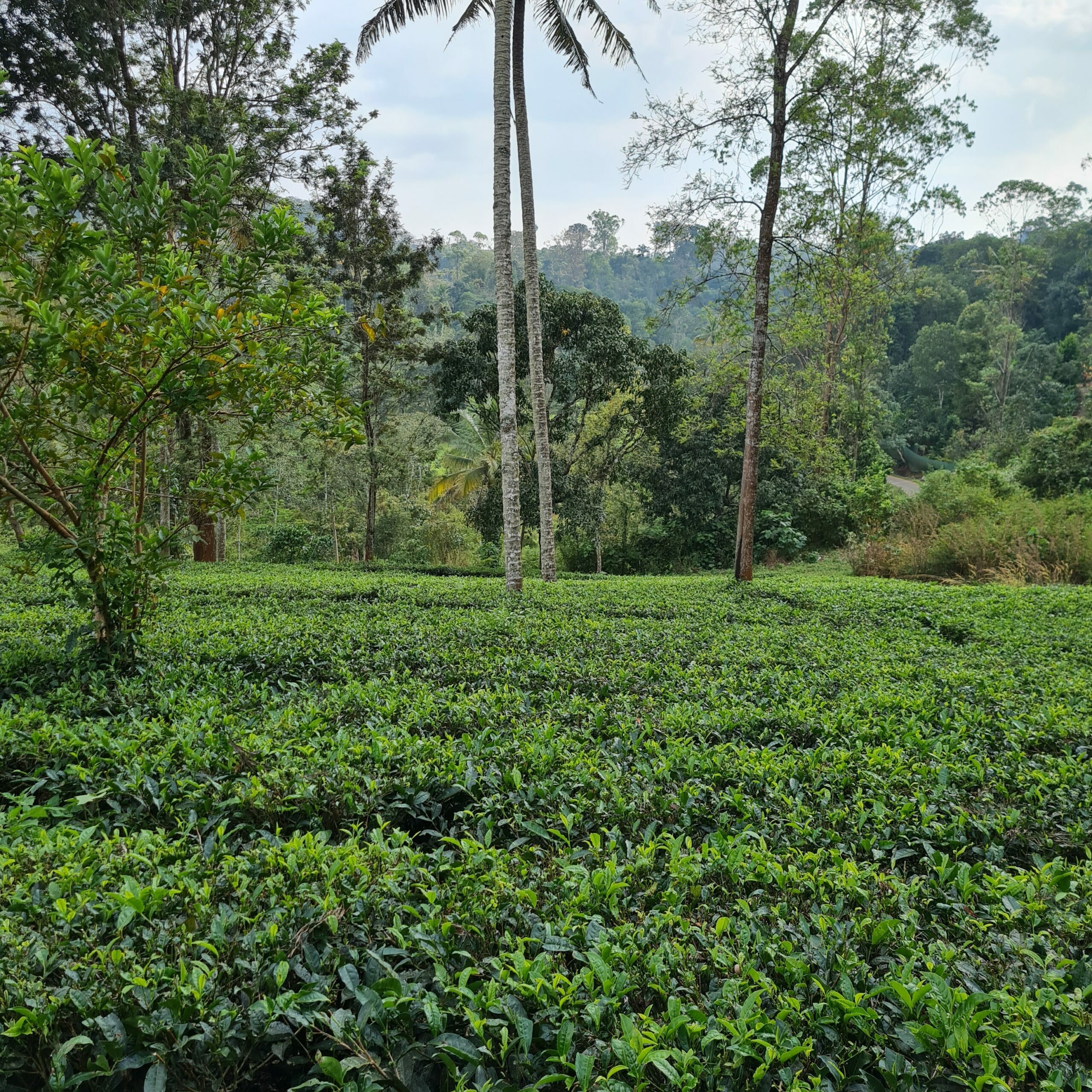 Things to do in Munnar: Best Munnar itinerary 2023 VISIT NOW 3 munnar tea plantation 2 scaled