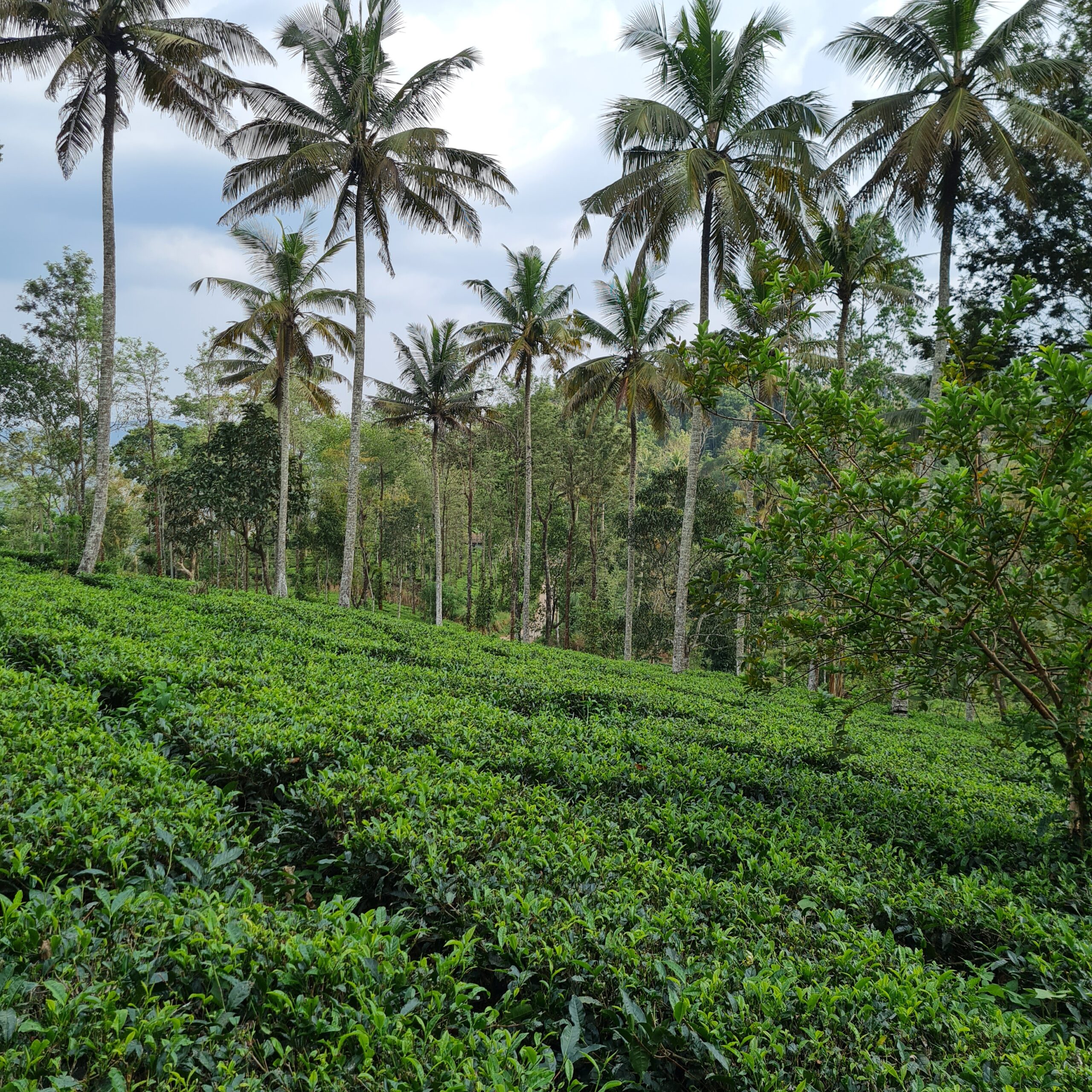 Things to do in Munnar: Best Munnar itinerary 2023 VISIT NOW 4 munnar tea plantation 3 scaled