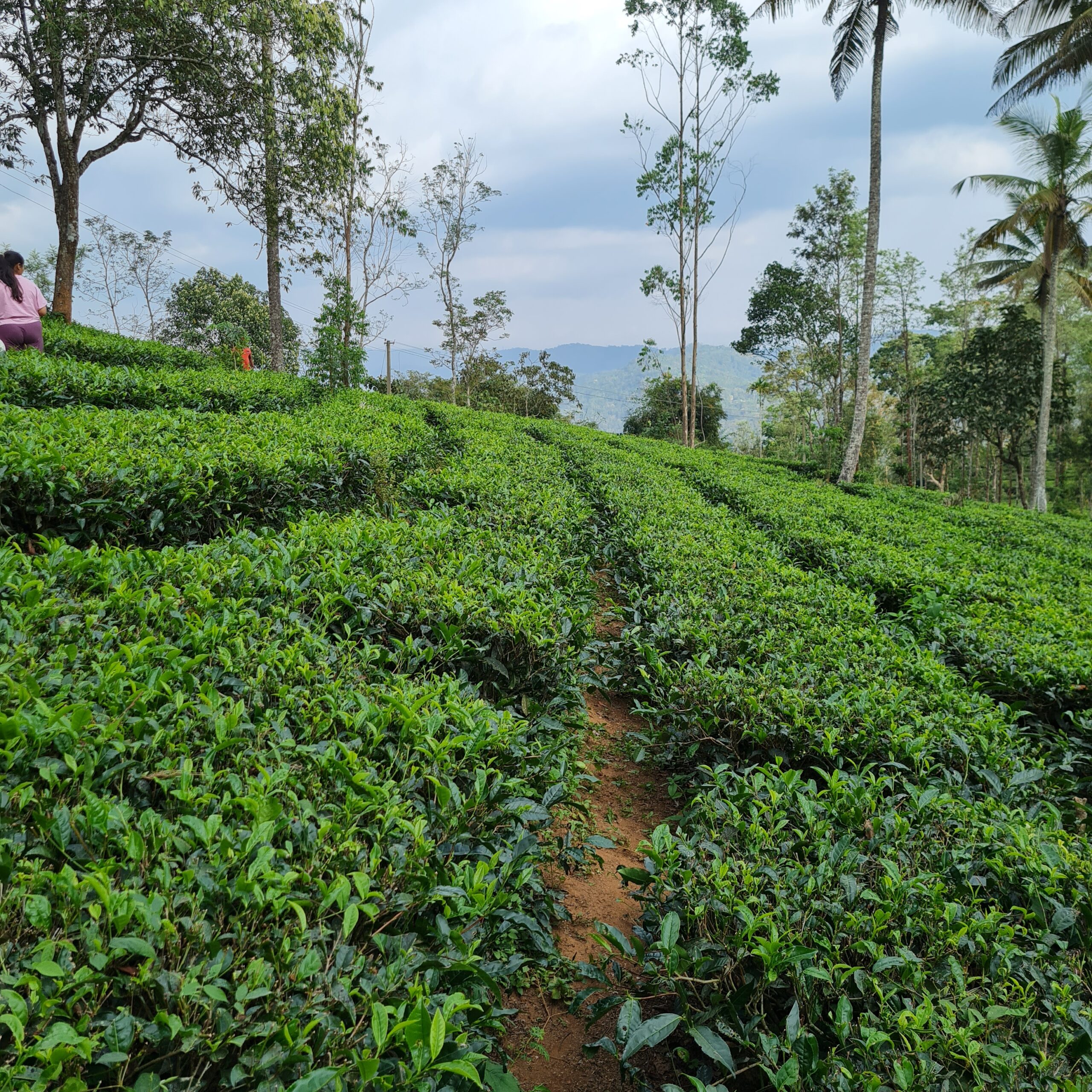 Things to do in Munnar: Best Munnar itinerary 2023 VISIT NOW 5 munnar tea plantation 4 scaled