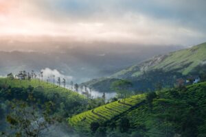 things to do in munnar