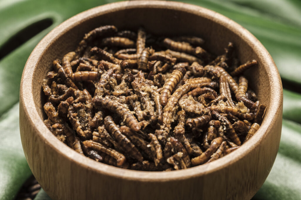 How to Eat Insect? Exploring the Gourmet Insects and 10 Big Exotic Entomophagy See Now 3 eating insects